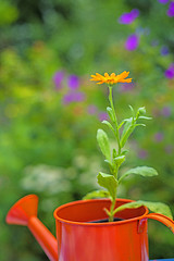 Image showing Calendula in an ewer