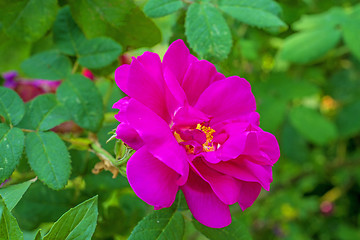 Image showing medicnal rose, Rosa gallica