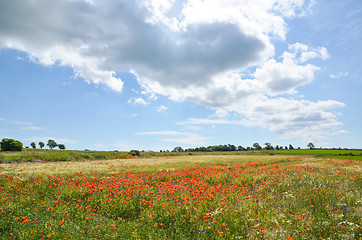 Image showing Cloud over field with poppies