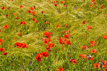 Image showing Background of grain an poppies