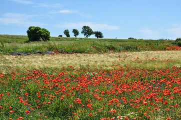 Image showing Grain field with poppies