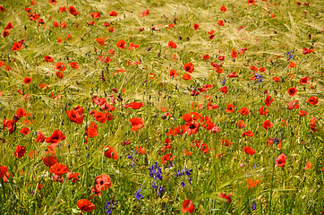 Image showing Poppies all over
