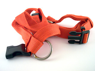 Image showing dog strap