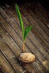 Image showing Coconut  Sprouting 