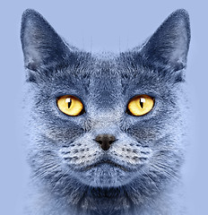Image showing British short hair cat 