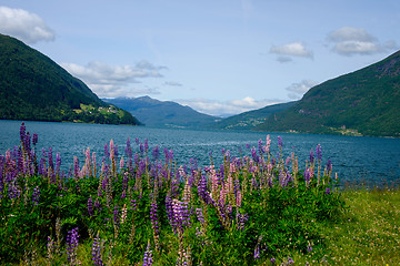 Image showing Summer in the fjords of Norway