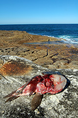 Image showing dead fish