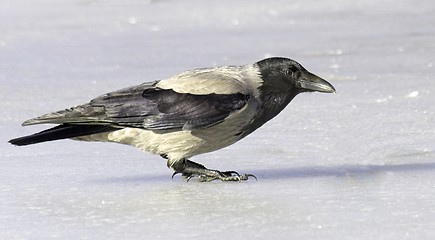 Image showing Hooded Crow