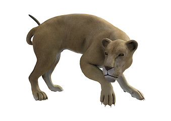 Image showing Hunting Lioness