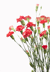 Image showing Red carnation flowers
