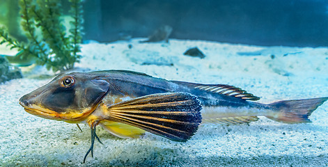 Image showing Fish