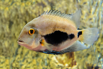 Image showing Fish