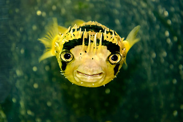 Image showing Porcupine fish