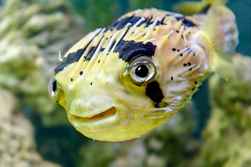 Image showing Porcupine fish