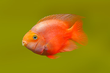 Image showing Red fish