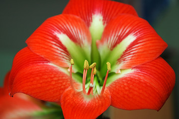 Image showing red flower detail