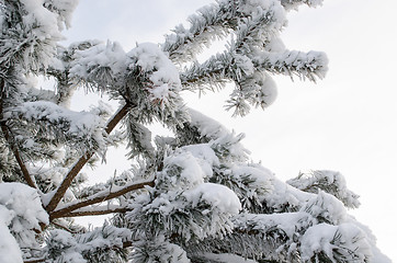 Image showing pine tree branch covered with hoarfrost  