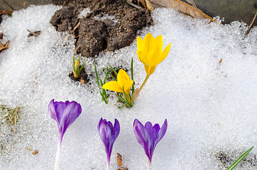 Image showing yellow crocus flower grow snow blue bloom spring 