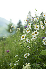 Image showing field of camomiles