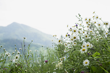 Image showing field of camomiles