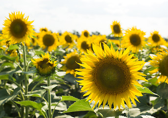 Image showing field of sunflowers