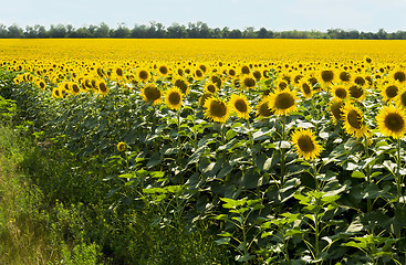 Image showing field of sunflowers