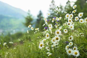 Image showing field of camomiles