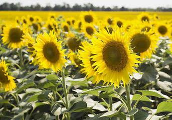 Image showing field of sunflowers