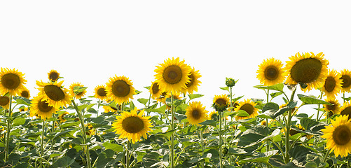 Image showing field of sunflowers