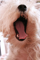 Image showing Dog yawning