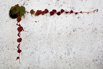 Image showing ivy leaves frame on wall 