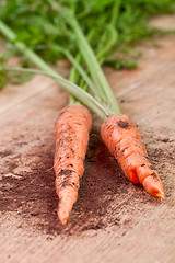 Image showing fresh carrots bunch