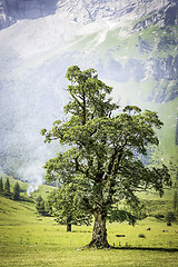 Image showing Tree with smoke in alps