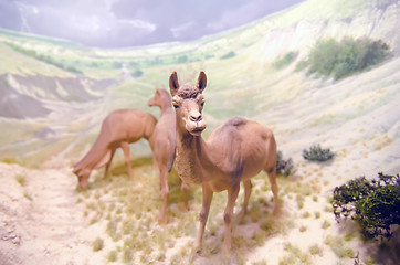 Image showing miniature camel