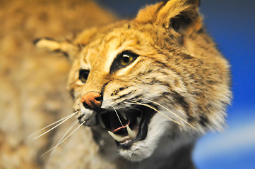 Image showing angry cougar 