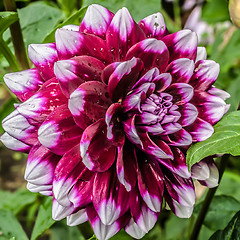 Image showing Close up photo of a red and white dahlia flower