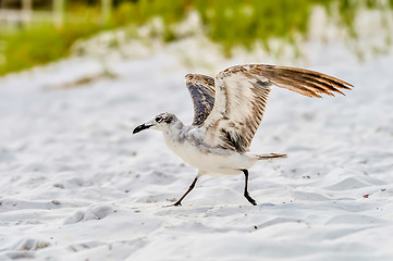 Image showing seagulls on beach sand