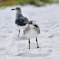 Image showing seagulls on beach sand