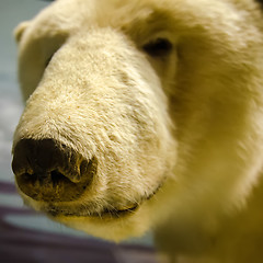 Image showing a portrait of a polar bear