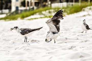 Image showing seagulls on beach sand