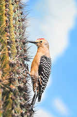 Image showing Gila Woodpecker on Saguaro Cactus Flower