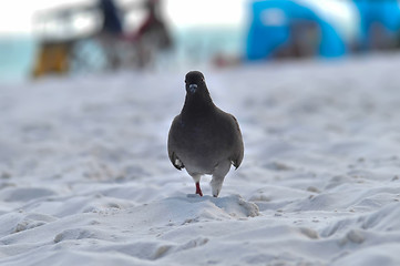 Image showing pigeon walking on beach sand