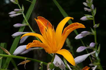 Image showing Orange bud of day-lily flower