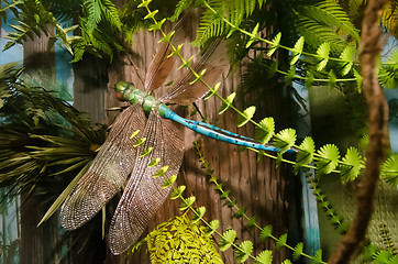 Image showing giant dragon fly