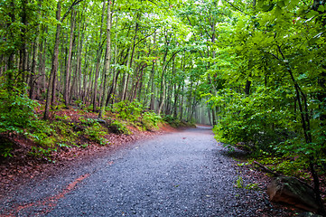 Image showing hiking forest path through thick woods