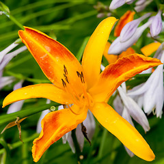 Image showing Orange bud of day-lily flower