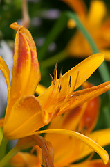 Image showing Orange bud of day-lily flower