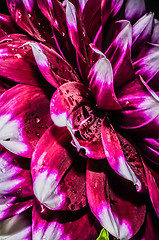 Image showing Close up photo of a red and white dahlia flower