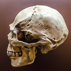 Image showing Side profile view of human skull  