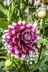 Image showing Close up photo of a red and white dahlia flower